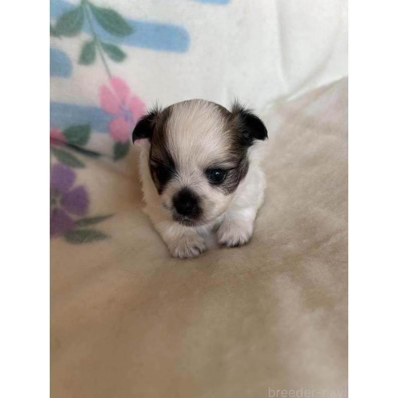 販売中の愛知県のポメチワ:ポメラニアン×チワワ-425343の2枚目