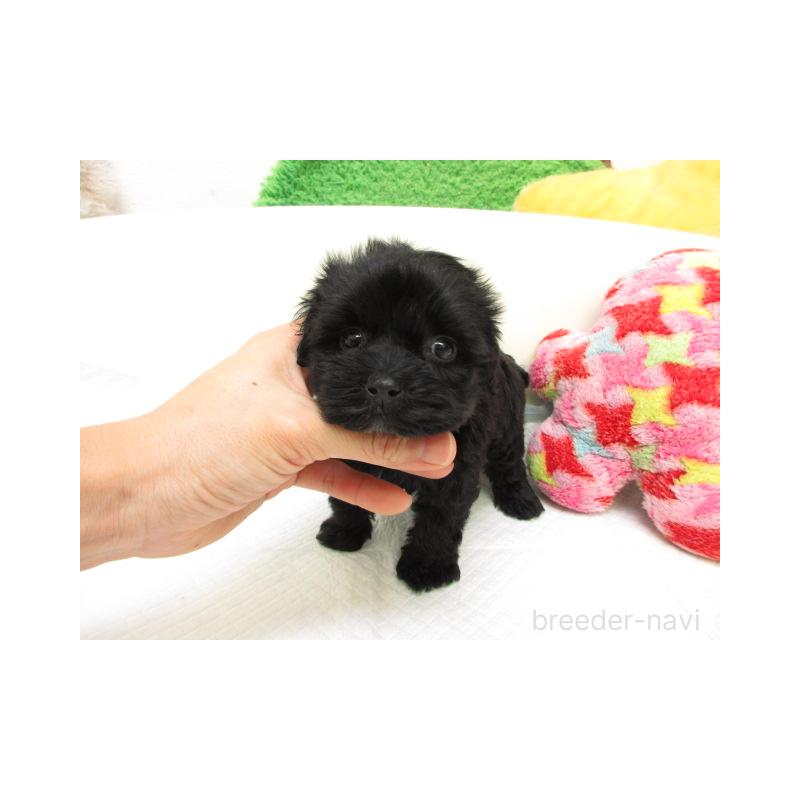 販売中の大阪府のヨープー:ヨークシャーテリア×トイプードル-425344の2枚目