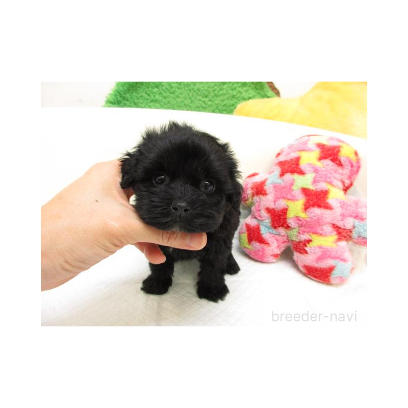 販売中の大阪府のヨープー:ヨークシャーテリア×トイプードル-425344の1枚目