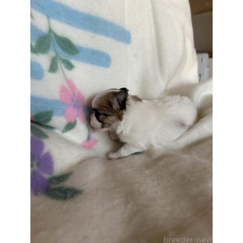 販売中の愛知県のポメチワ:ポメラニアン×チワワ-425345の4枚目