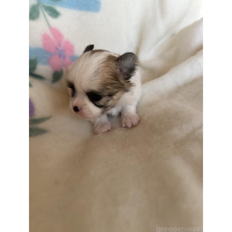 販売中の愛知県のポメチワ:ポメラニアン×チワワ-425345の3枚目