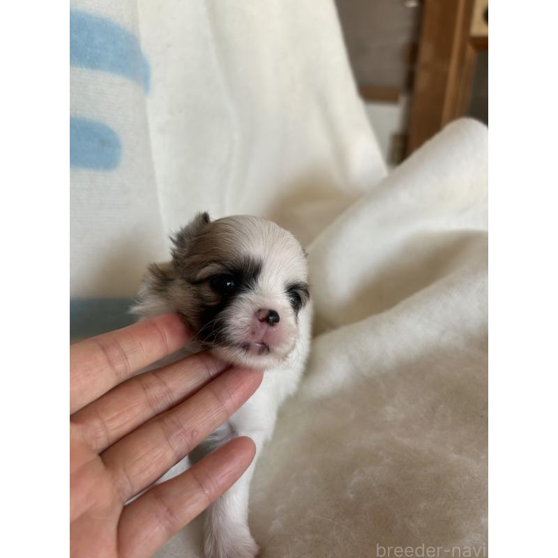 販売中の愛知県のポメチワ:ポメラニアン×チワワ-425345の2枚目