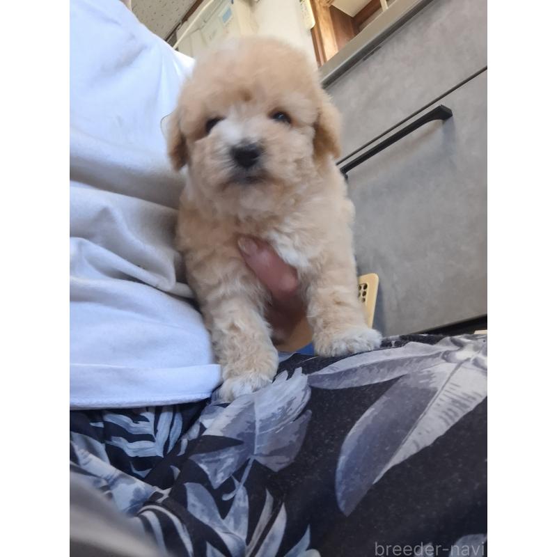 成約済の群馬県のビションプー:ビションフリーゼ×トイプードル-422048の8枚目