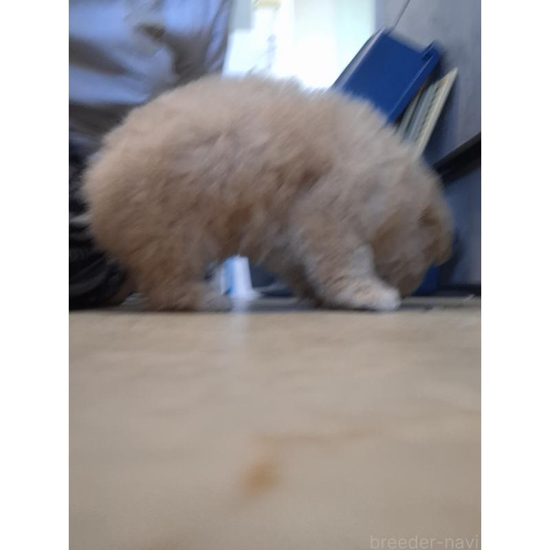 成約済の群馬県のビションプー:ビションフリーゼ×トイプードル-422048の7枚目