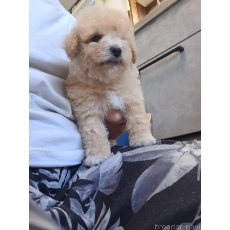 成約済の群馬県のビションプー:ビションフリーゼ×トイプードル-422048の6枚目