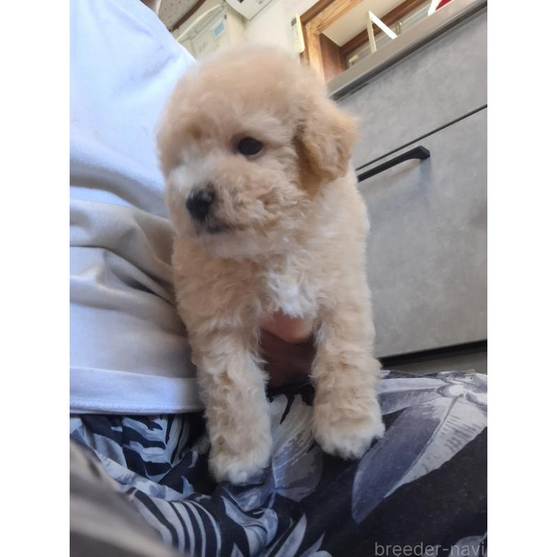 成約済の群馬県のビションプー:ビションフリーゼ×トイプードル-422048の5枚目