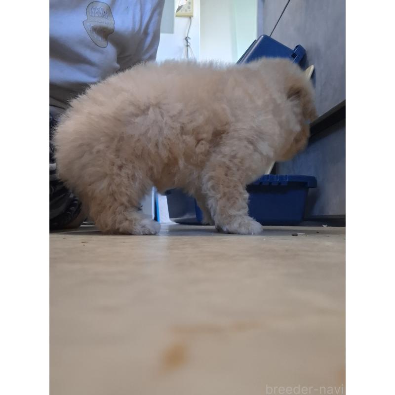 成約済の群馬県のビションプー:ビションフリーゼ×トイプードル-422048の4枚目