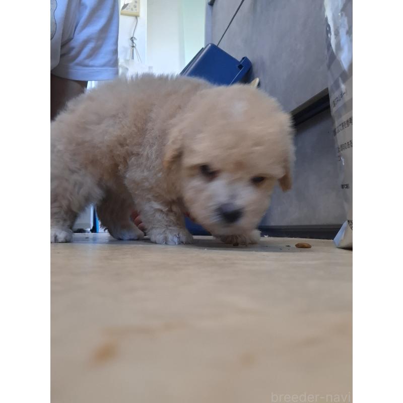 成約済の群馬県のビションプー:ビションフリーゼ×トイプードル-422048の3枚目