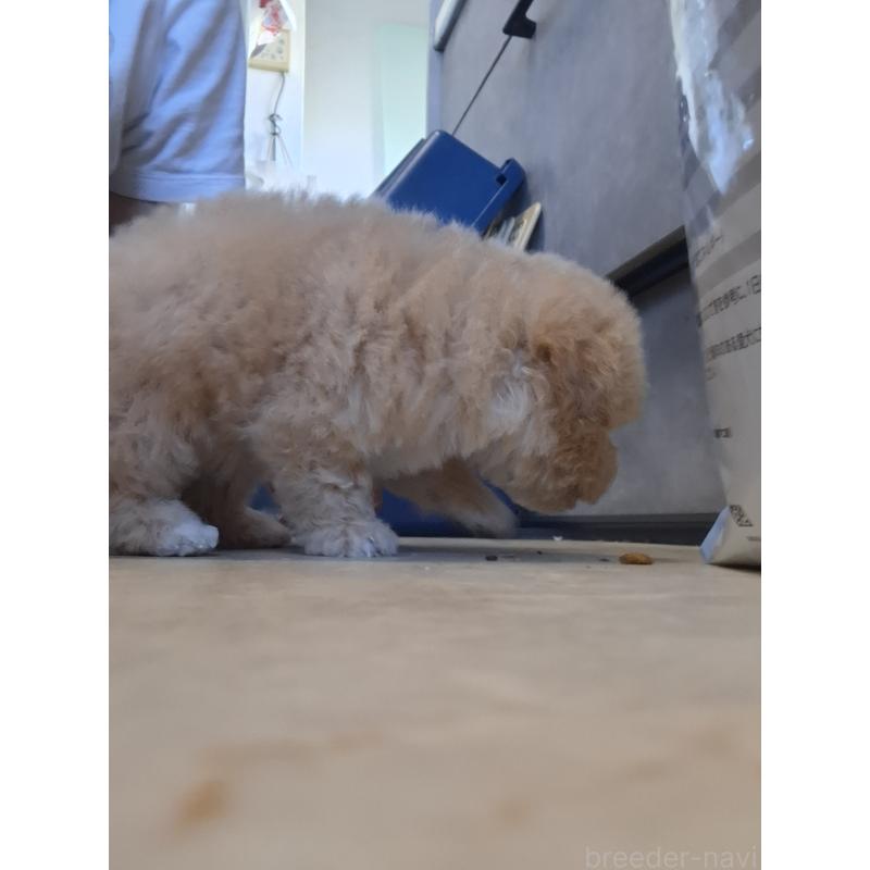 成約済の群馬県のビションプー:ビションフリーゼ×トイプードル-422048の2枚目