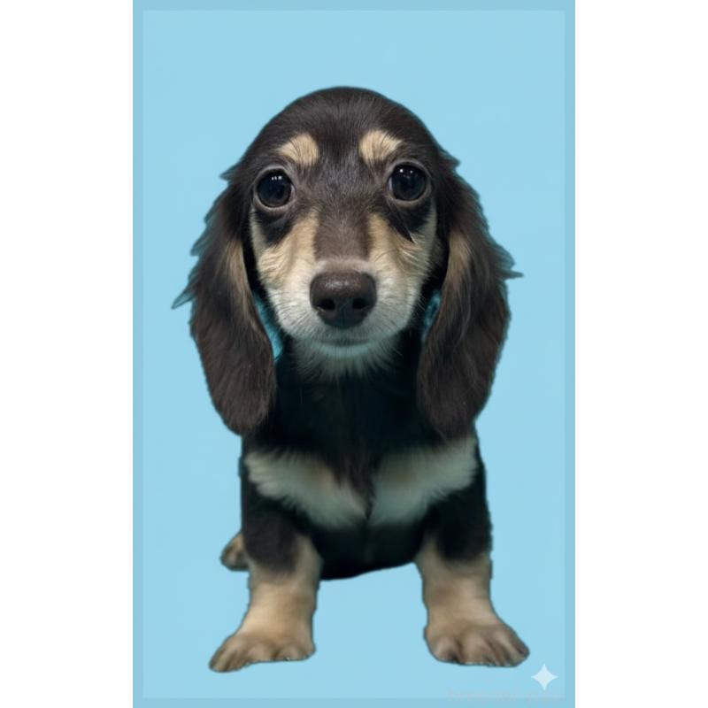 販売中の兵庫県のカニンヘンダックスフンド(ロングヘアード)-405007