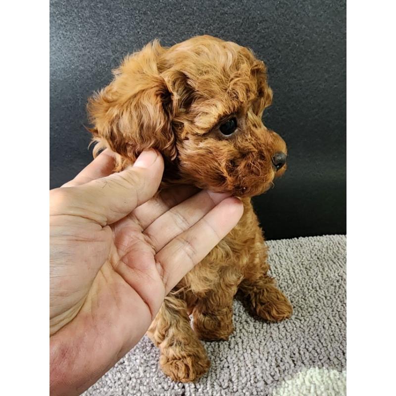 販売中の群馬県のトイプードル-425347の4枚目