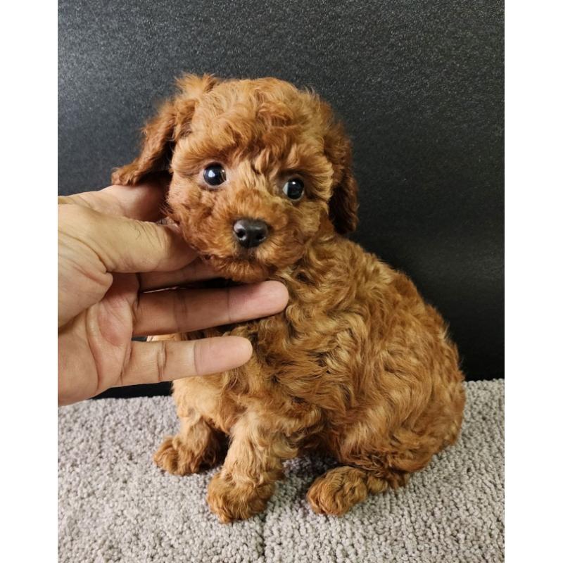 販売中の群馬県のトイプードル-425347の2枚目