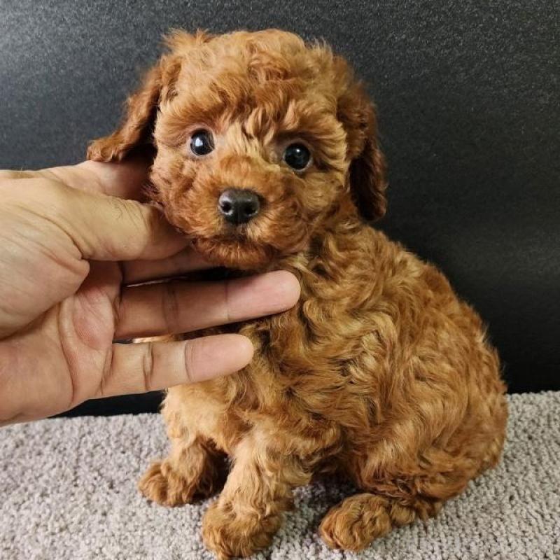 販売中の群馬県のトイプードル-425347