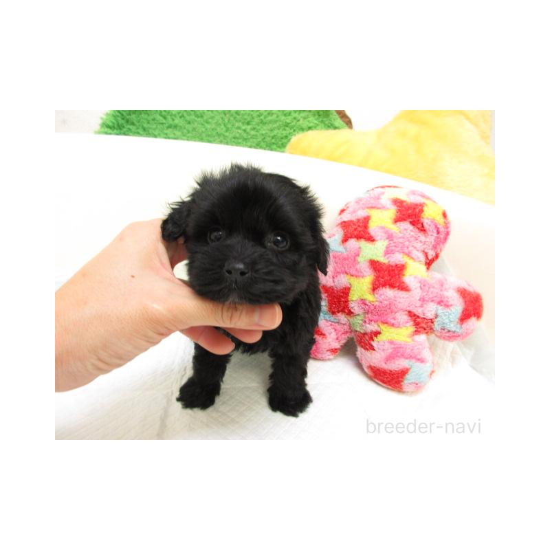 販売中の大阪府のヨープー:ヨークシャーテリア×トイプードル-425346の2枚目