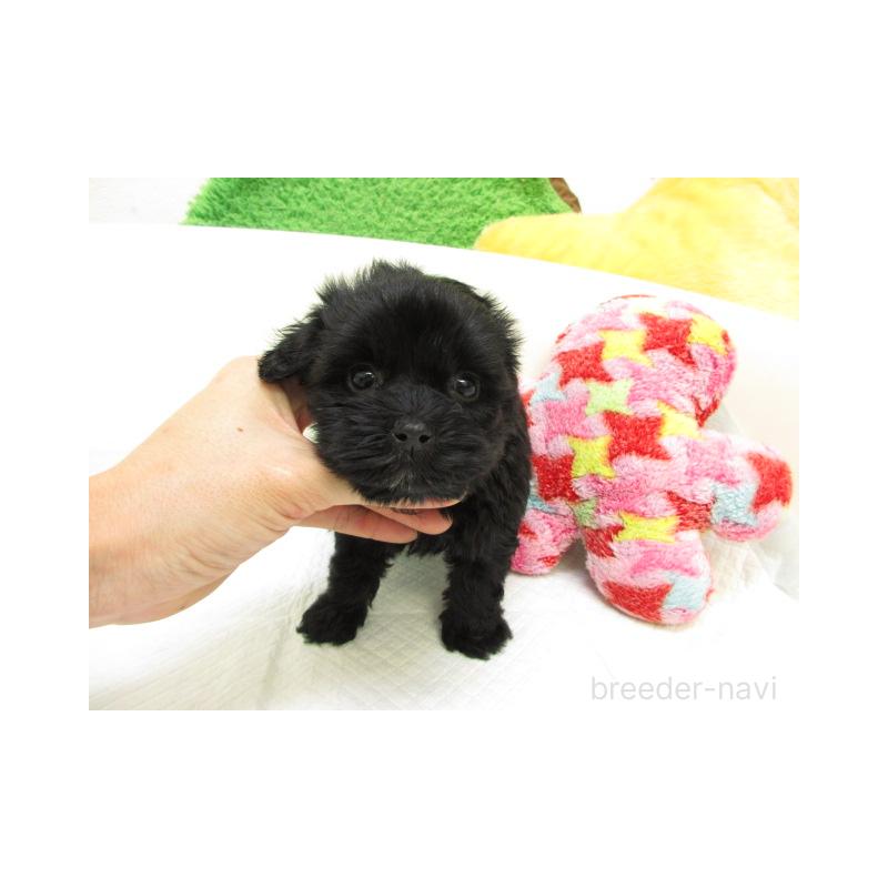 販売中の大阪府のヨープー:ヨークシャーテリア×トイプードル-425346