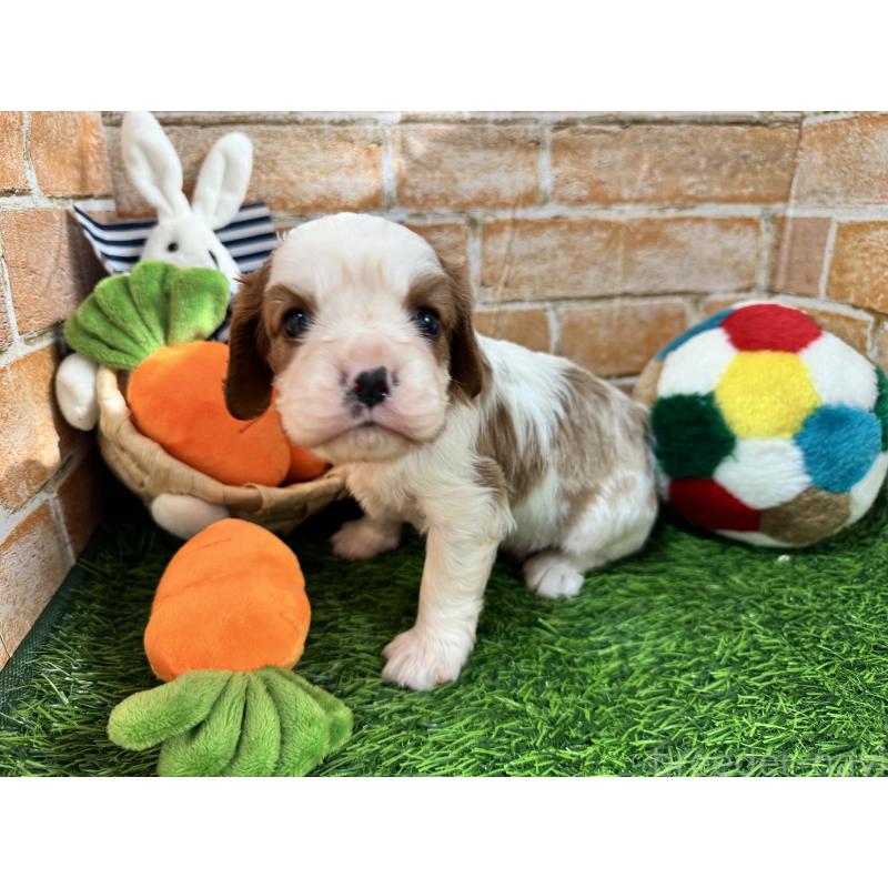 販売中の茨城県のキャバリアキングチャールズスパニエル-421197