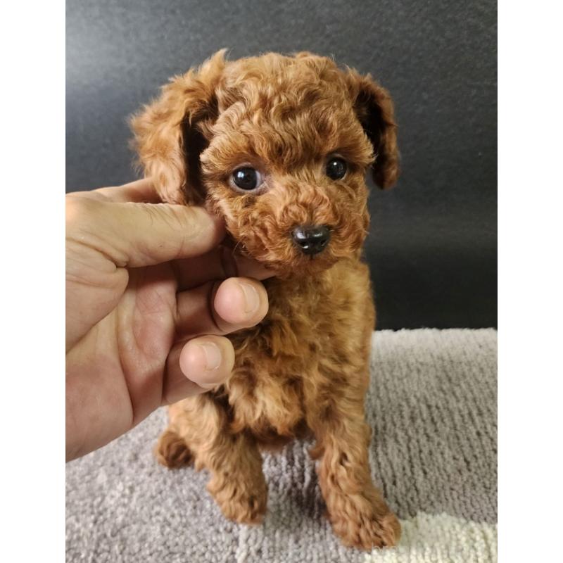 販売中の群馬県のトイプードル-425348の5枚目