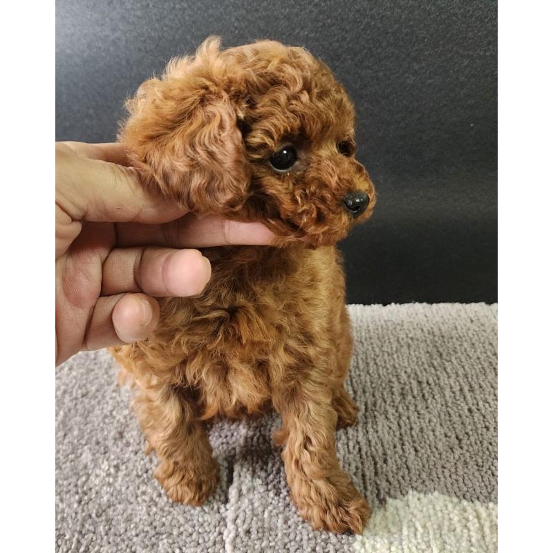 販売中の群馬県のトイプードル-425348の4枚目