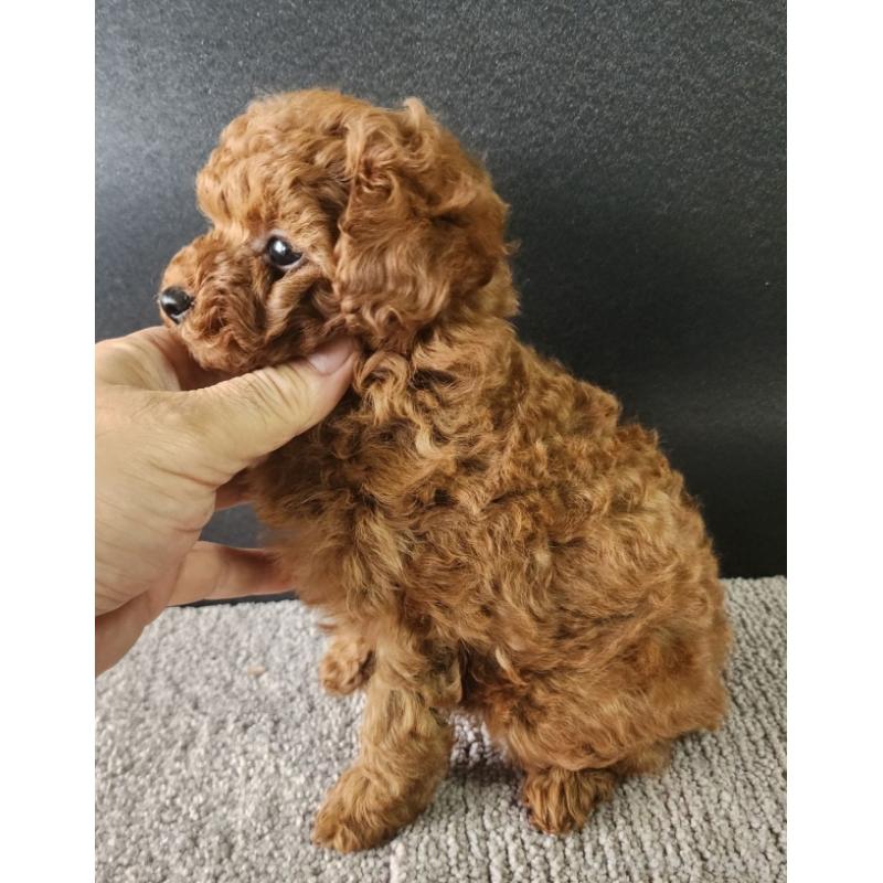 販売中の群馬県のトイプードル-425348の3枚目