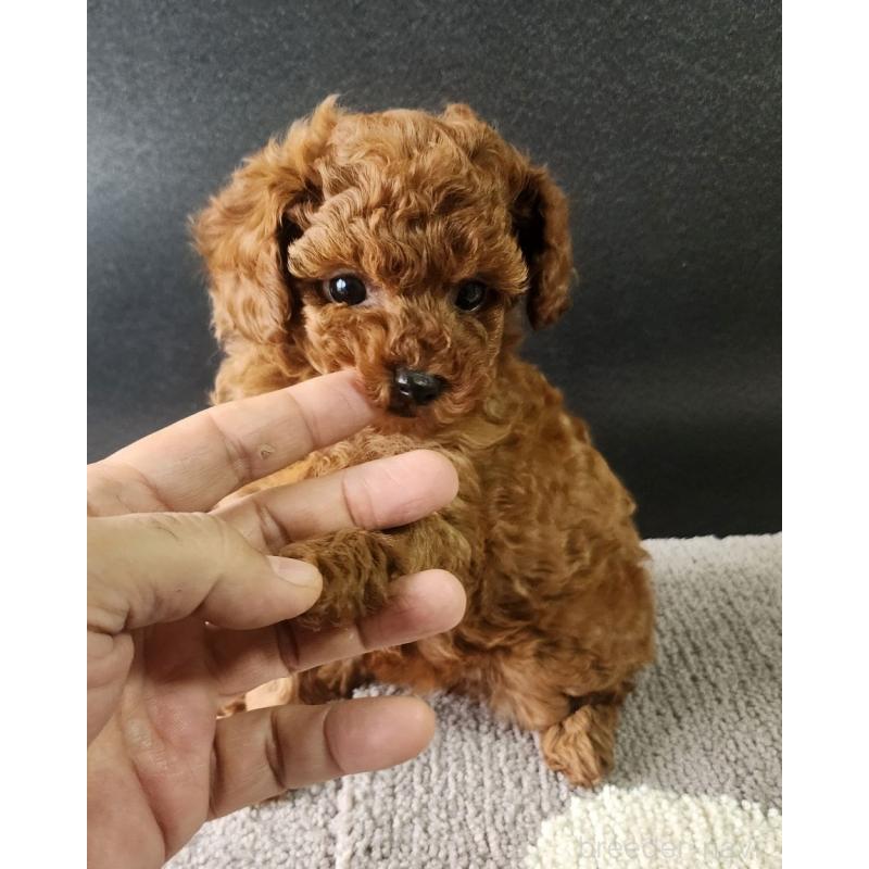 販売中の群馬県のトイプードル-425348の2枚目