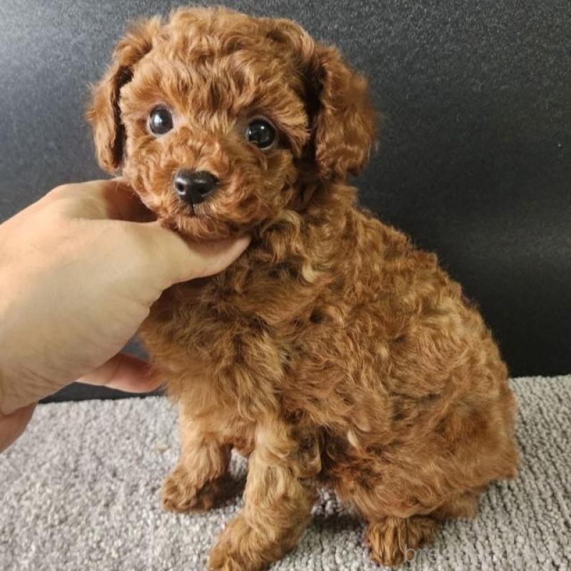 販売中の群馬県のトイプードル-425348の1枚目