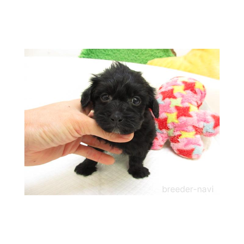 販売中の大阪府のヨープー:ヨークシャーテリア×トイプードル-425349の2枚目