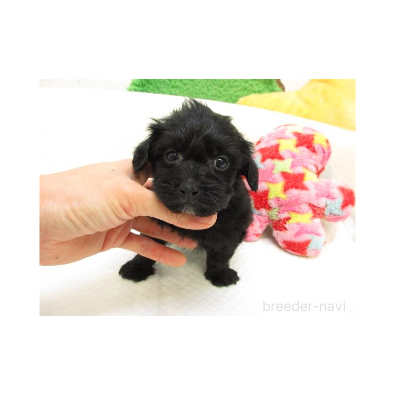 販売中の大阪府のヨープー:ヨークシャーテリア×トイプードル-425349