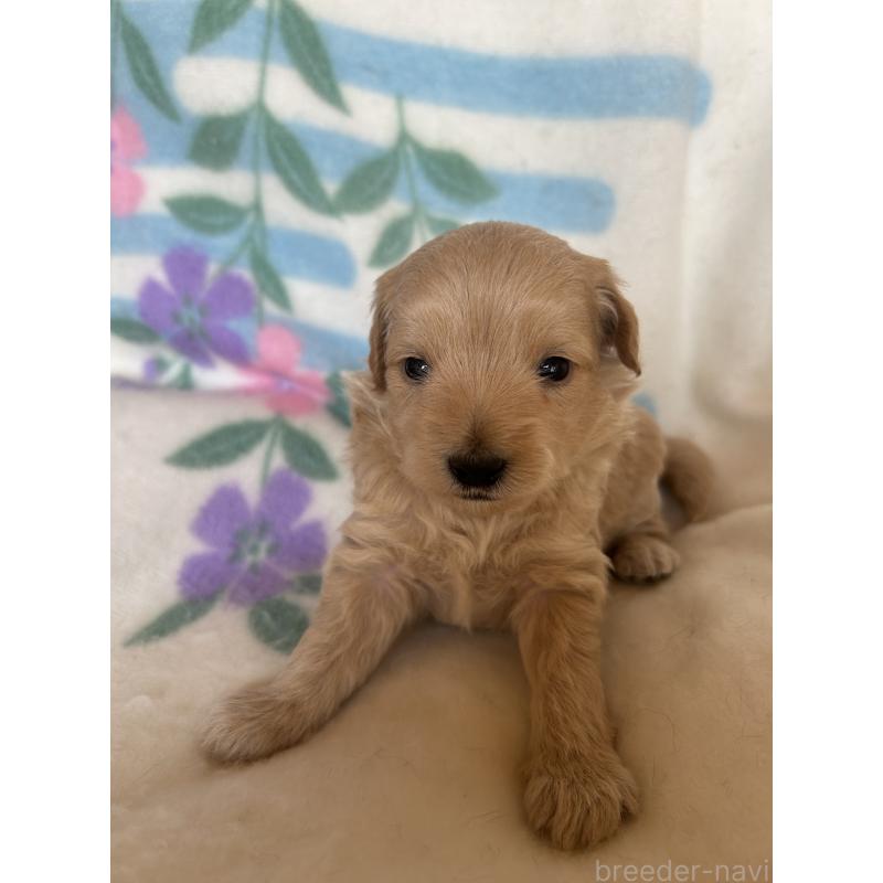 販売中の愛知県のビションプー:ビションフリーゼ×トイプードル-425351の3枚目