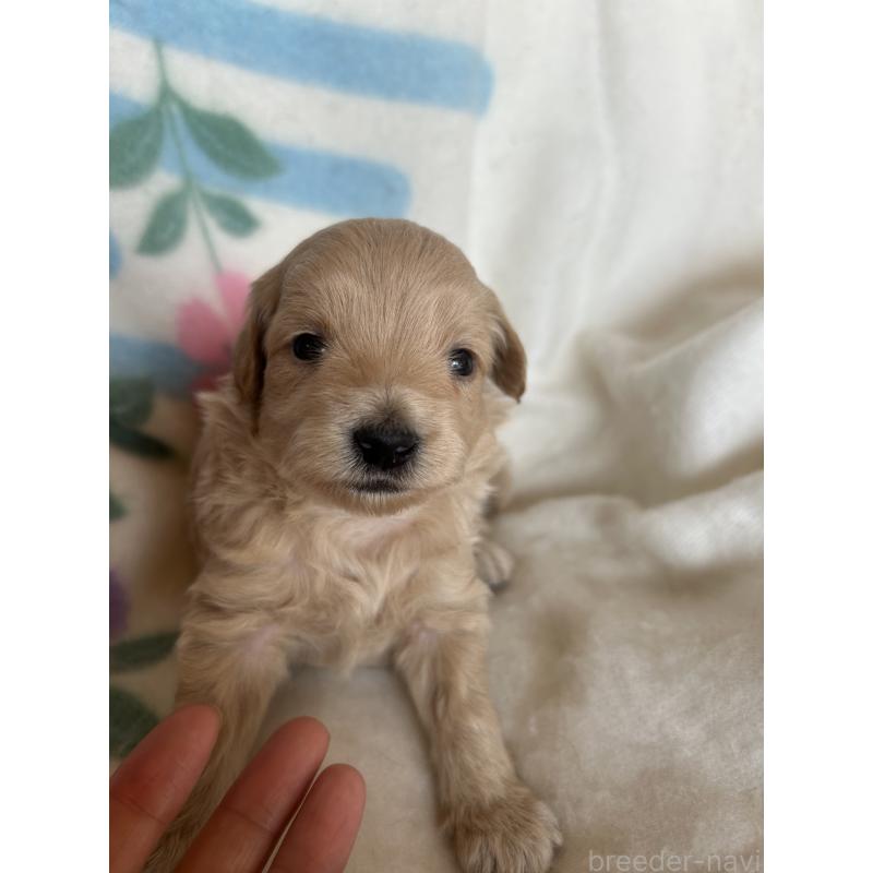 販売中の愛知県のビションプー:ビションフリーゼ×トイプードル-425351の2枚目