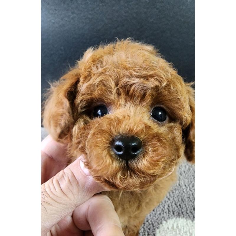 販売中の群馬県のトイプードル-425352の5枚目