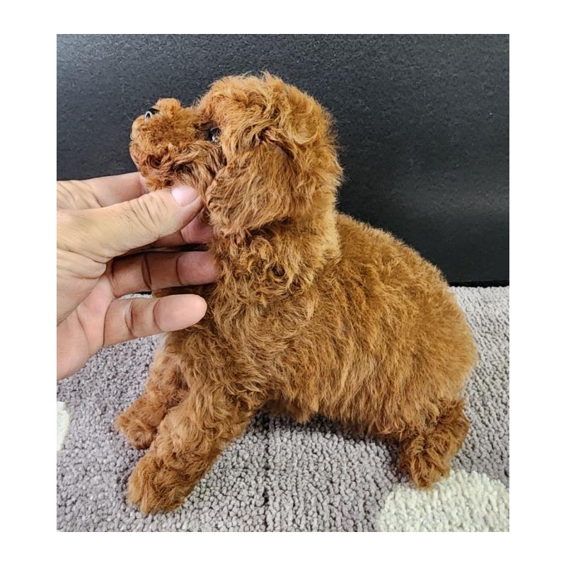 販売中の群馬県のトイプードル-425352の3枚目