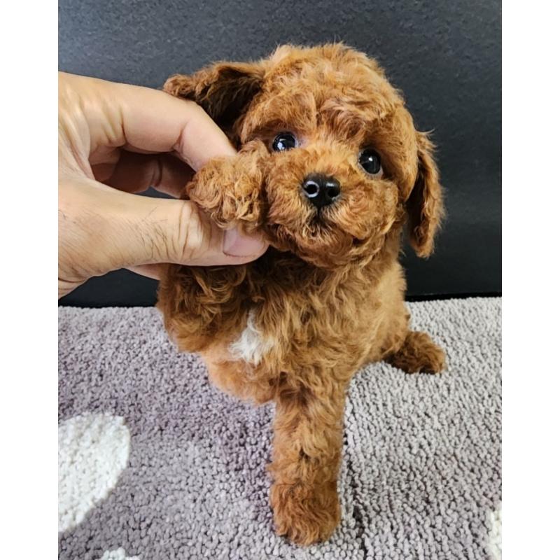 販売中の群馬県のトイプードル-425352の2枚目