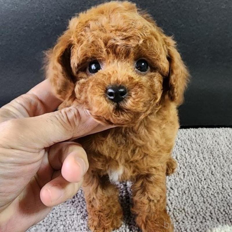 販売中の群馬県のトイプードル-425352