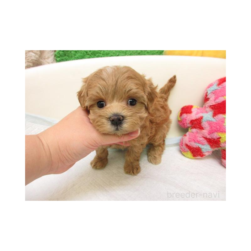 販売中の大阪府のマルプー:マルチーズ×トイプードル-425353の2枚目