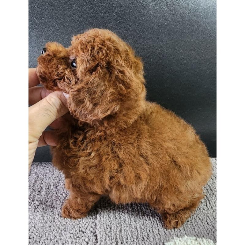 販売中の群馬県のトイプードル-425355の5枚目