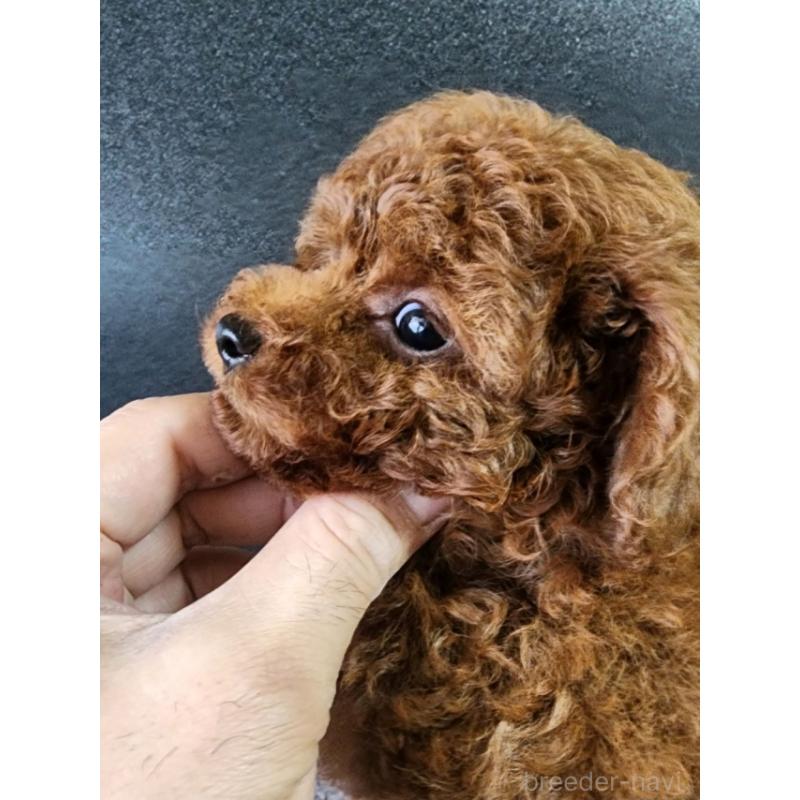 販売中の群馬県のトイプードル-425355の4枚目