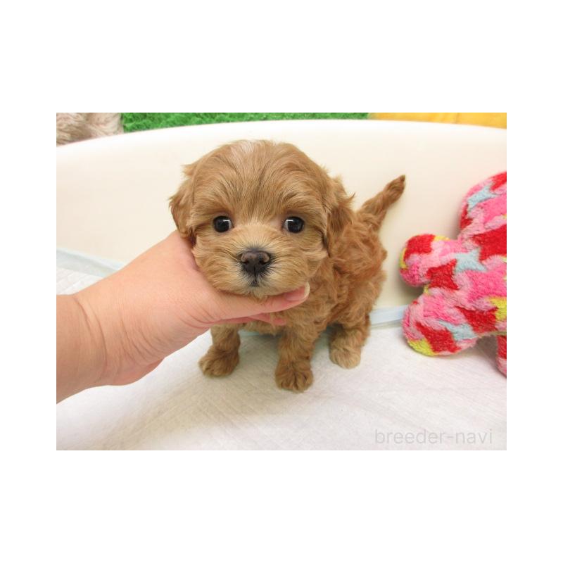 販売中の大阪府のマルプー:マルチーズ×トイプードル-425353