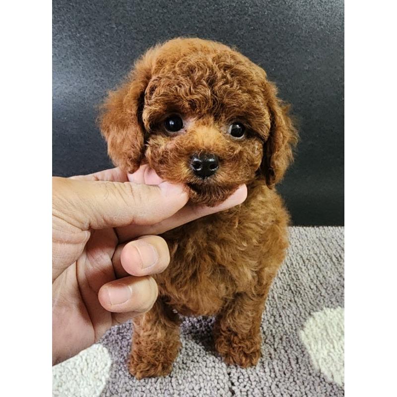 販売中の群馬県のトイプードル-425355の3枚目