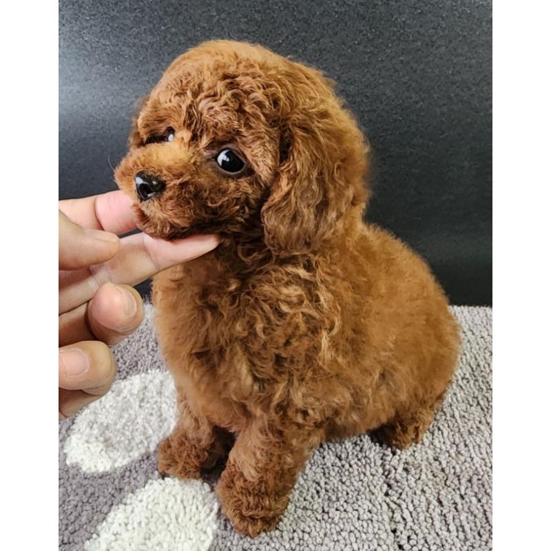 販売中の群馬県のトイプードル-425355の2枚目