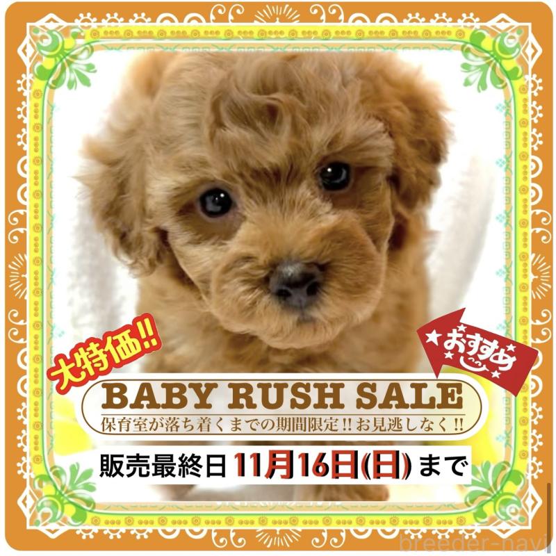 販売中の大阪府のタイニープードル-425354