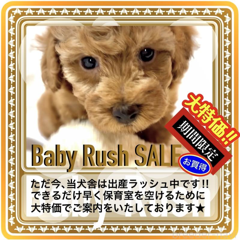 販売中の大阪府のタイニープードル-425354の10枚目