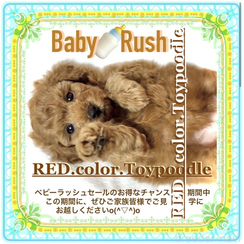 販売中の大阪府のタイニープードル-425354の9枚目