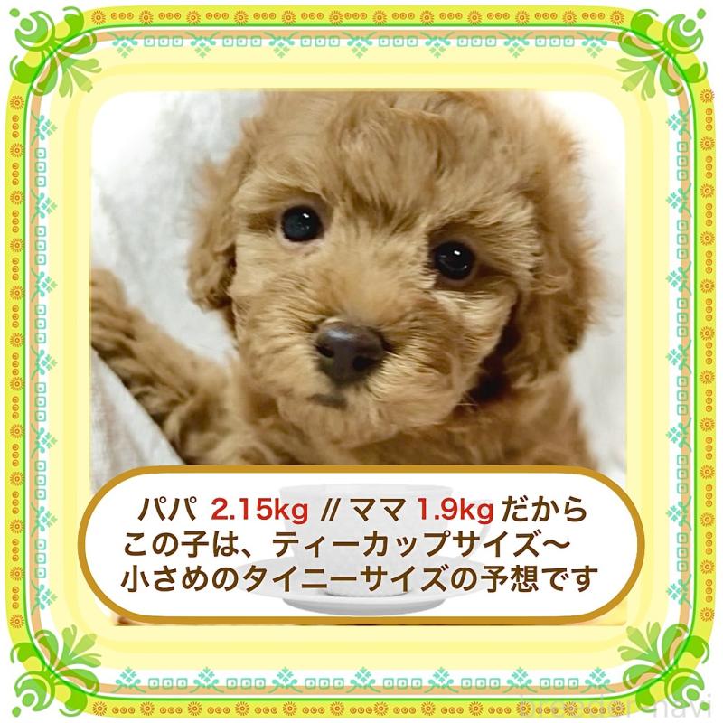 販売中の大阪府のタイニープードル-425354の7枚目