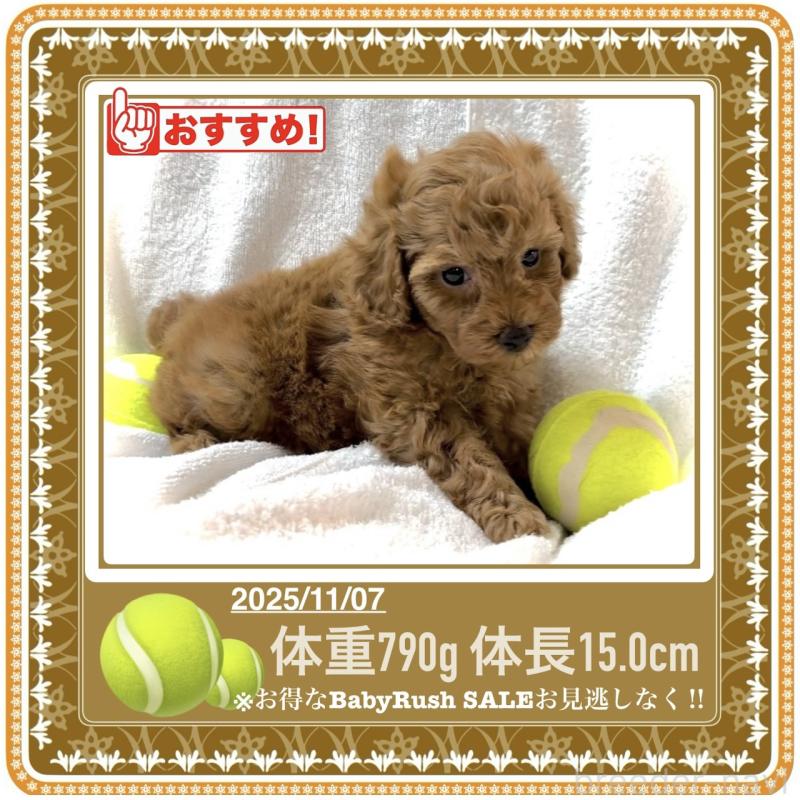 販売中の大阪府のタイニープードル-425354の6枚目