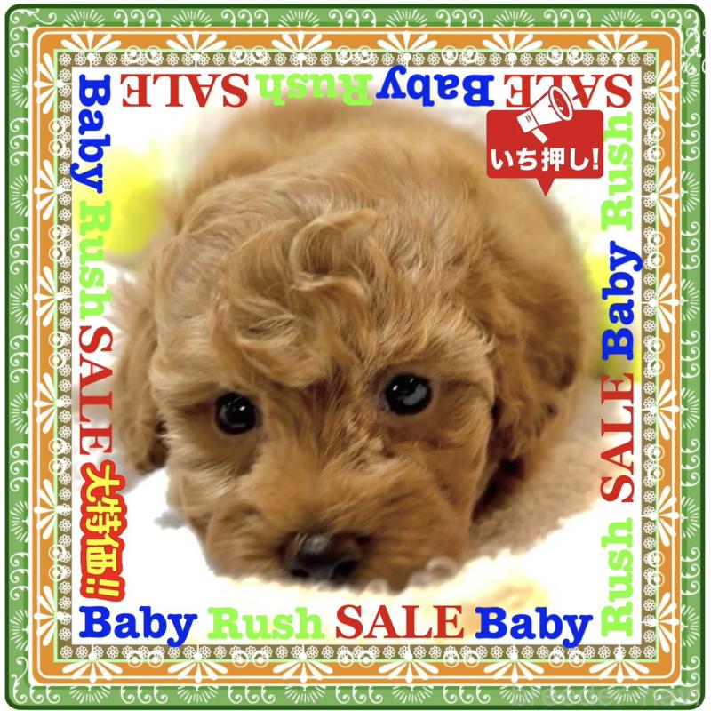 販売中の大阪府のタイニープードル-425354の3枚目