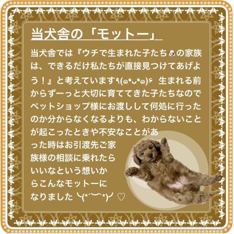 販売中の大阪府のタイニープードル-425354の2枚目