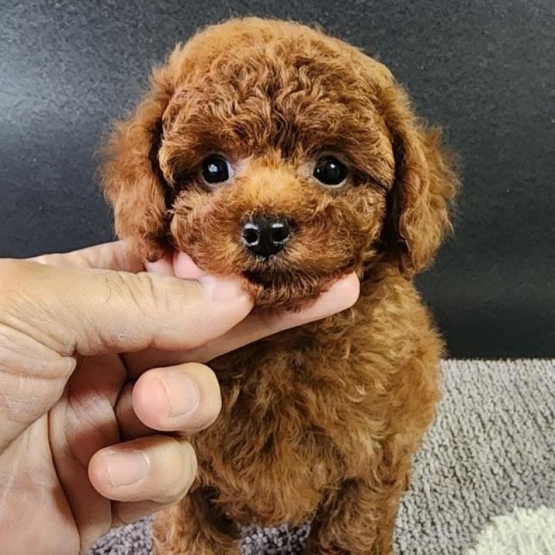 販売中の群馬県のトイプードル-425355