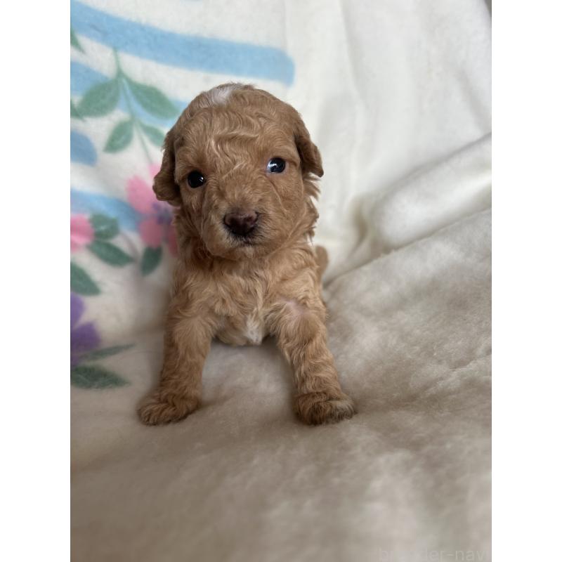 販売中の愛知県のビションプー:ビションフリーゼ×トイプードル-425356