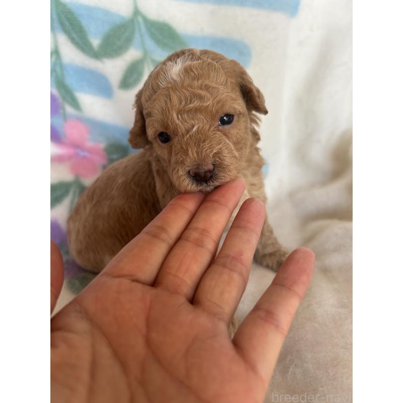 販売中の愛知県のビションプー:ビションフリーゼ×トイプードル-425356の3枚目