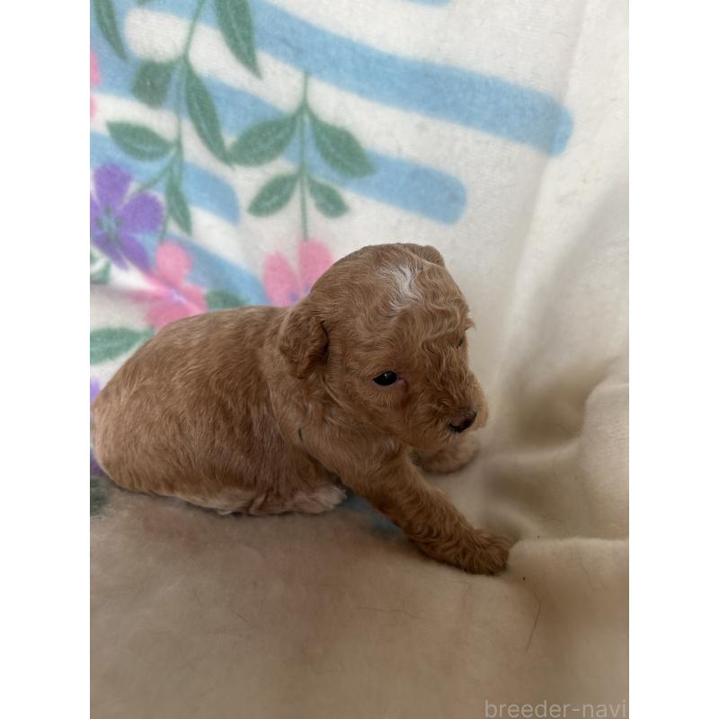 販売中の愛知県のビションプー:ビションフリーゼ×トイプードル-425356の2枚目